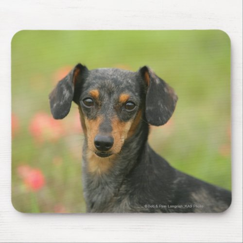 Smooth_haired Miniature Dachshund Puppy Looking at Mouse Pad