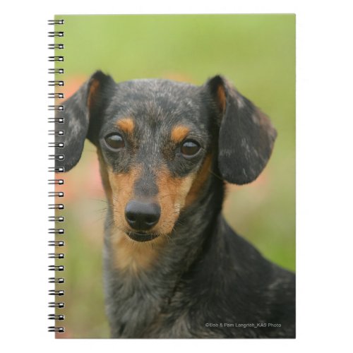 Smooth_haired Miniature Dachshund Puppy Looking at Notebook
