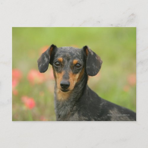 Smooth_haired Miniature Dachshund Puppy Looking at Postcard