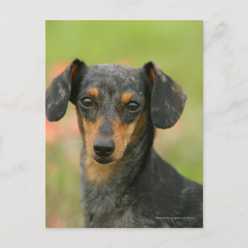 Smooth_haired Miniature Dachshund Puppy Looking at Postcard