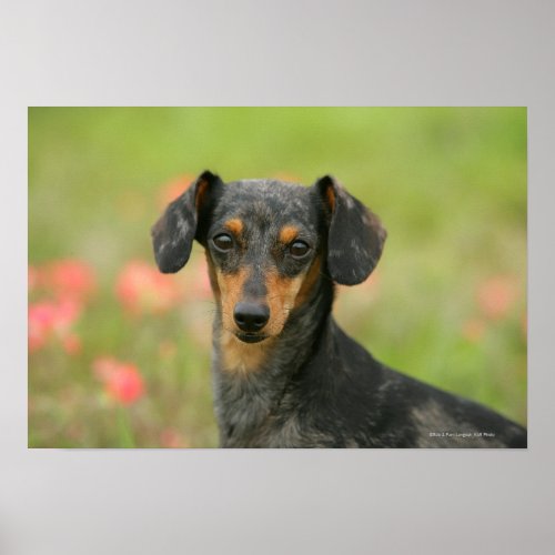 Smooth_haired Miniature Dachshund Puppy Looking at Poster