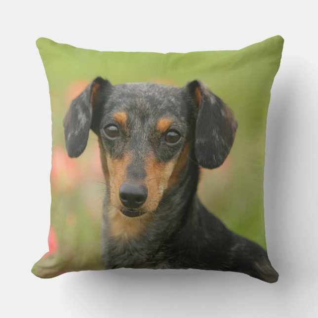 Smooth-haired Miniature Dachshund Puppy Looking at Throw Pillow (Front)