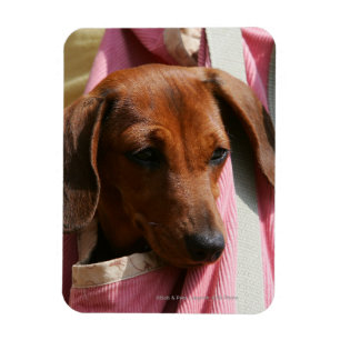 Smooth-haired Miniature Dachshund Puppy Magnet