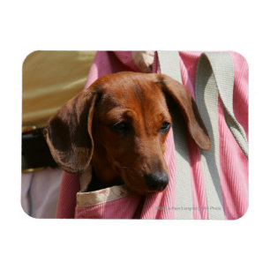 Smooth-haired Miniature Dachshund Puppy Magnet