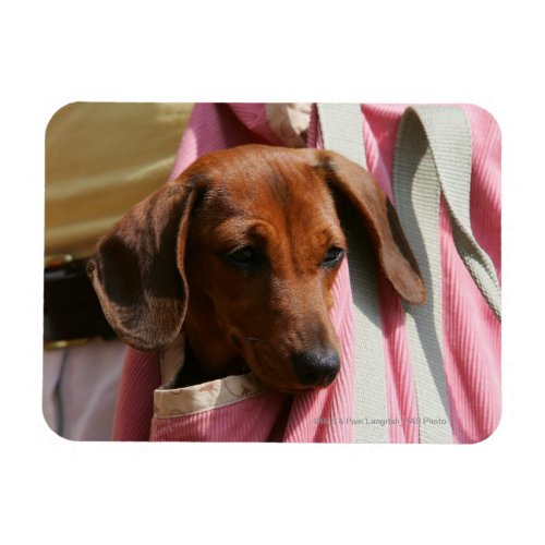 Smooth_haired Miniature Dachshund Puppy Magnet