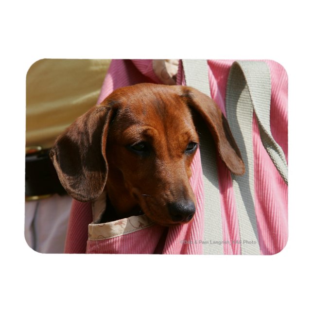 Smooth-haired Miniature Dachshund Puppy Magnet (Horizontal)