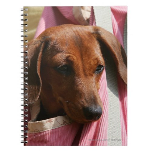 Smooth_haired Miniature Dachshund Puppy Notebook