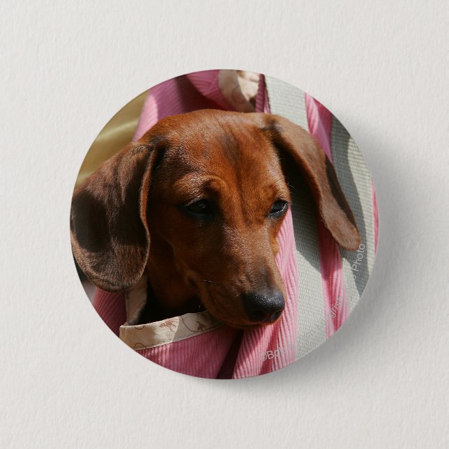 Smooth-haired Miniature Dachshund Puppy Pinback Button (Front)