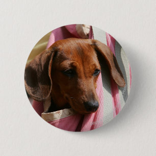 Smooth-haired Miniature Dachshund Puppy Pinback Button
