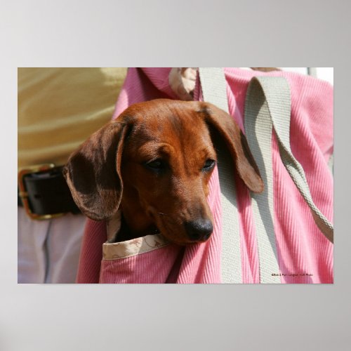 Smooth_haired Miniature Dachshund Puppy Poster