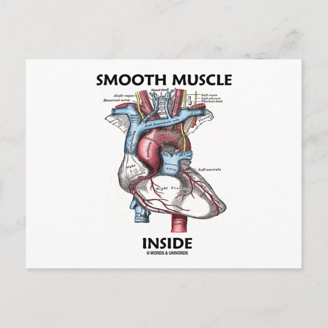 Smooth Muscle Inside (Gray's Anatomy Heart) Postcard (Front)