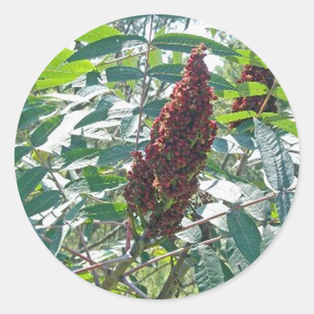Smooth Sumac Berries Matching Items Classic Round Sticker (Front)