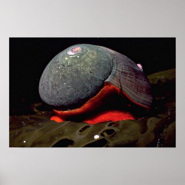 Smooth turban (Norrisia norrisii) Shell Poster (Front)