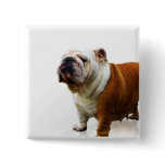 Smug Bulldog Button
