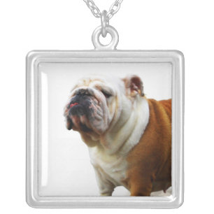 Smug Bulldog Necklace