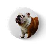 Smug Bulldog Pin