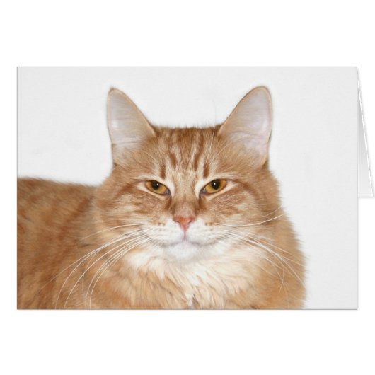 Smug smiling cat cards (Front Horizontal)