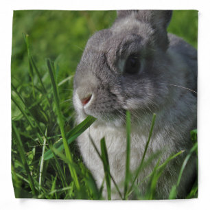 Snack Time Bandana