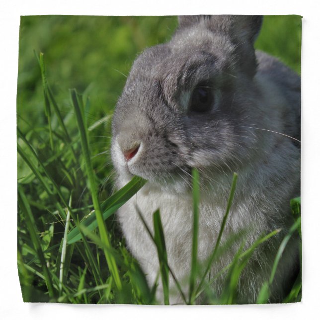 Snack Time Bandana (Front)