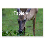 Snacking Deer Table Number