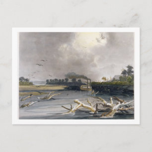 Snags (sunken trees) on the Missouri, plate 6 from Postcard