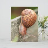 snail (Standing Front)