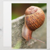 snail (Front/Back)