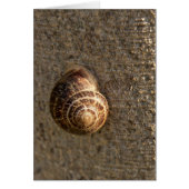 Snail (Front)