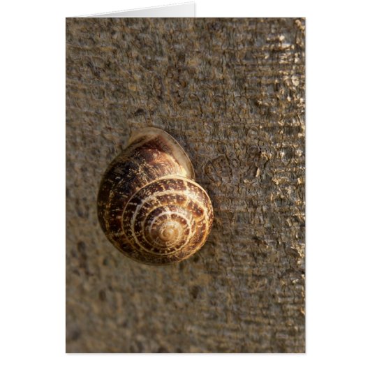 Snail (Front)
