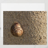 Snail (Front/Back)