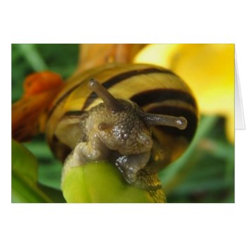 Snail 186 ~ Card by Andy2302 at Zazzle