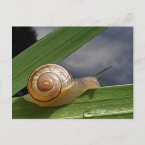 Snail 96  postcard