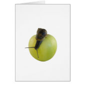 Snail and apple (Front)