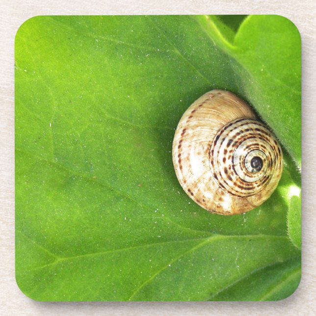 snail beverage coaster (Front)