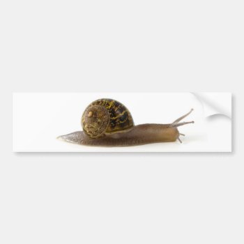 Snail Bumper Sticker by lilandluckysloot at Zazzle
