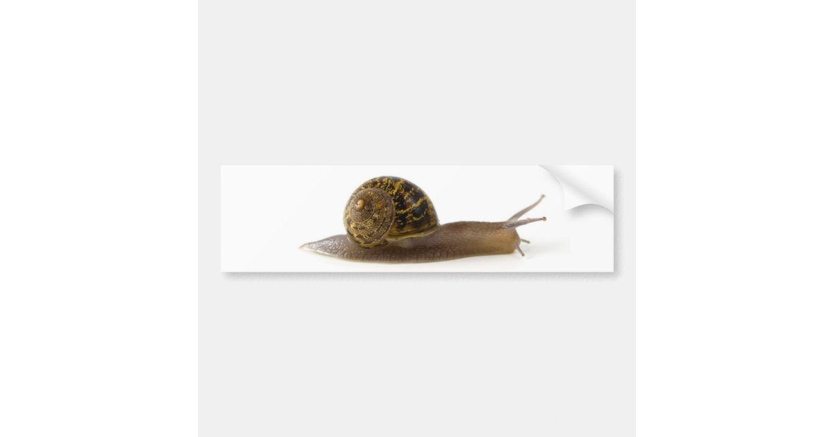 snail bumper sticker Zazzle
