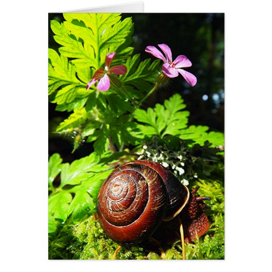 Snail Cards (Front)
