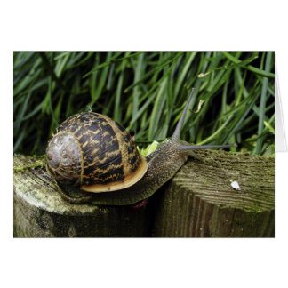 Snail Cards