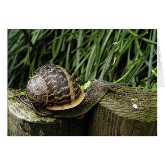 Snail Cards (Front Horizontal)