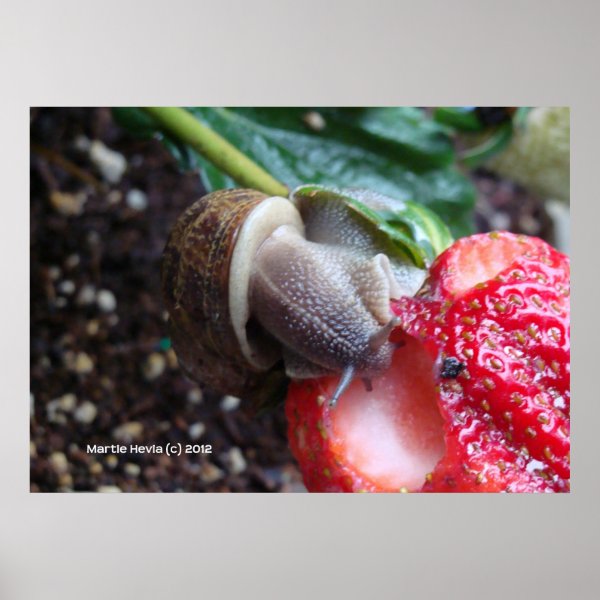 Snail Eats Strawberry