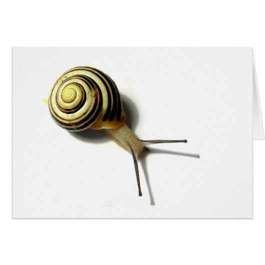 SNAIL FROM JUNGLEWALK.COM CARDS (Front Horizontal)