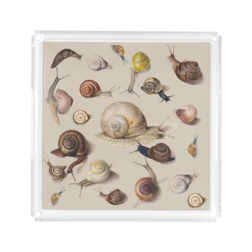 Snail Garden Pet Gastropod Slug Botanical Snails Acrylic Tray