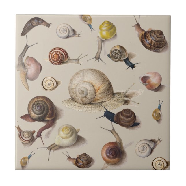 Snail Garden Pet Gastropod Slug Botanical Snails Ceramic Tile (Front)