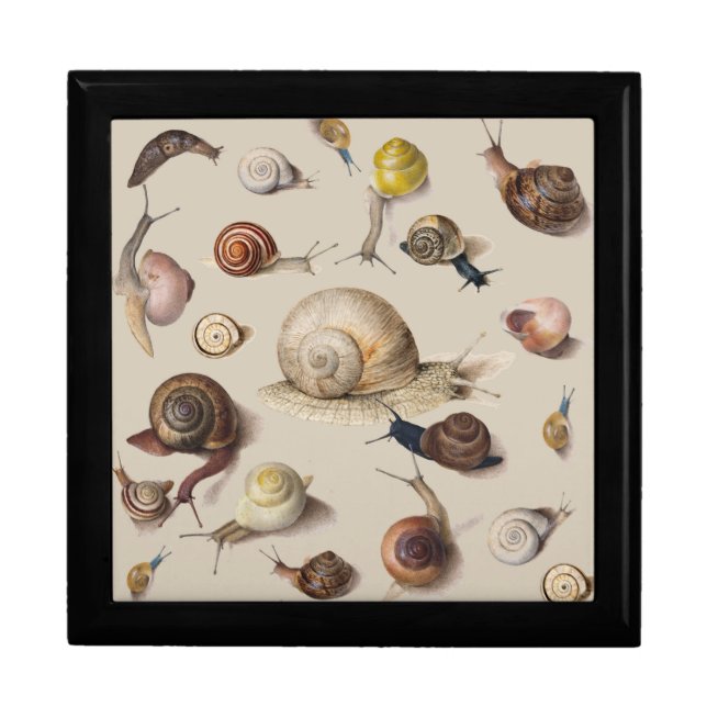 Snail Garden Pet Gastropod Slug Botanical Snails Gift Box (Front)