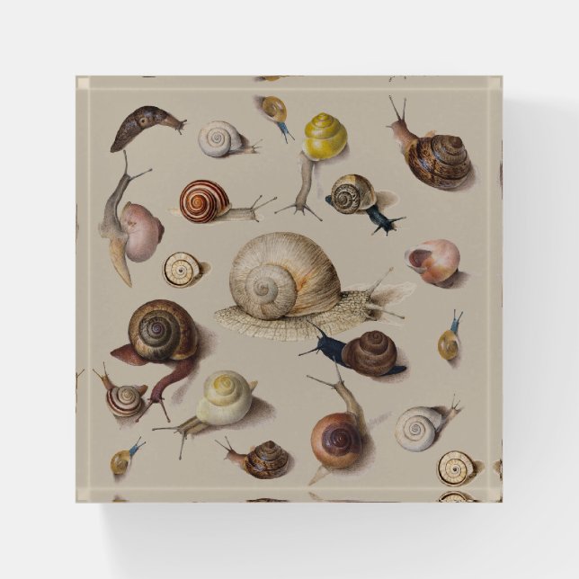 Snail Garden Pet Gastropod Slug Botanical Snails Paperweight (Front)