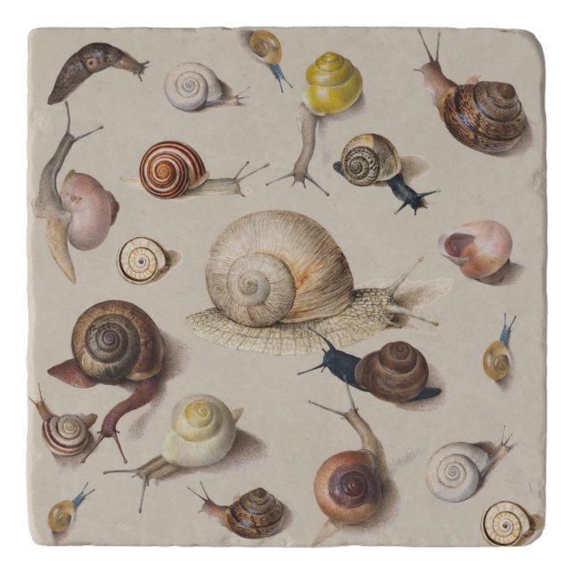 Snail Garden Pet Gastropod Slug Botanical Snails Trivet (Front)
