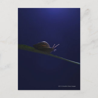 Snail going out on a limb postcard