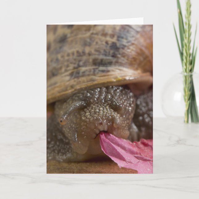 Snail Greeting Card Photo Blank (Front)