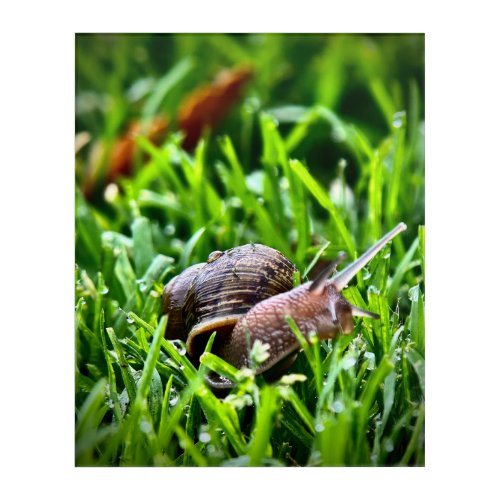 Snail in the Grass Acrylic Print