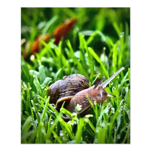 Snail in the Grass Photo Print